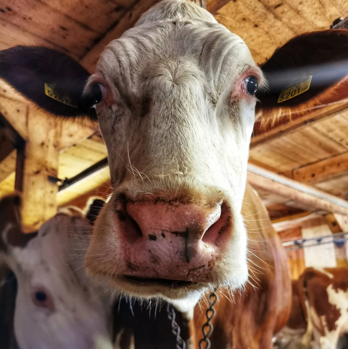 Zelf yoghurt maken van rauwe melk (zonder yoghurtmachine)