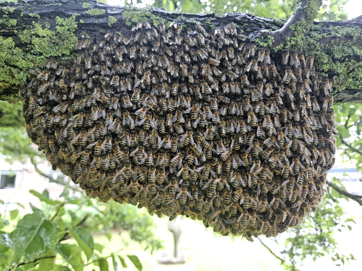 Troepvrije rauwe bloemenhoning
