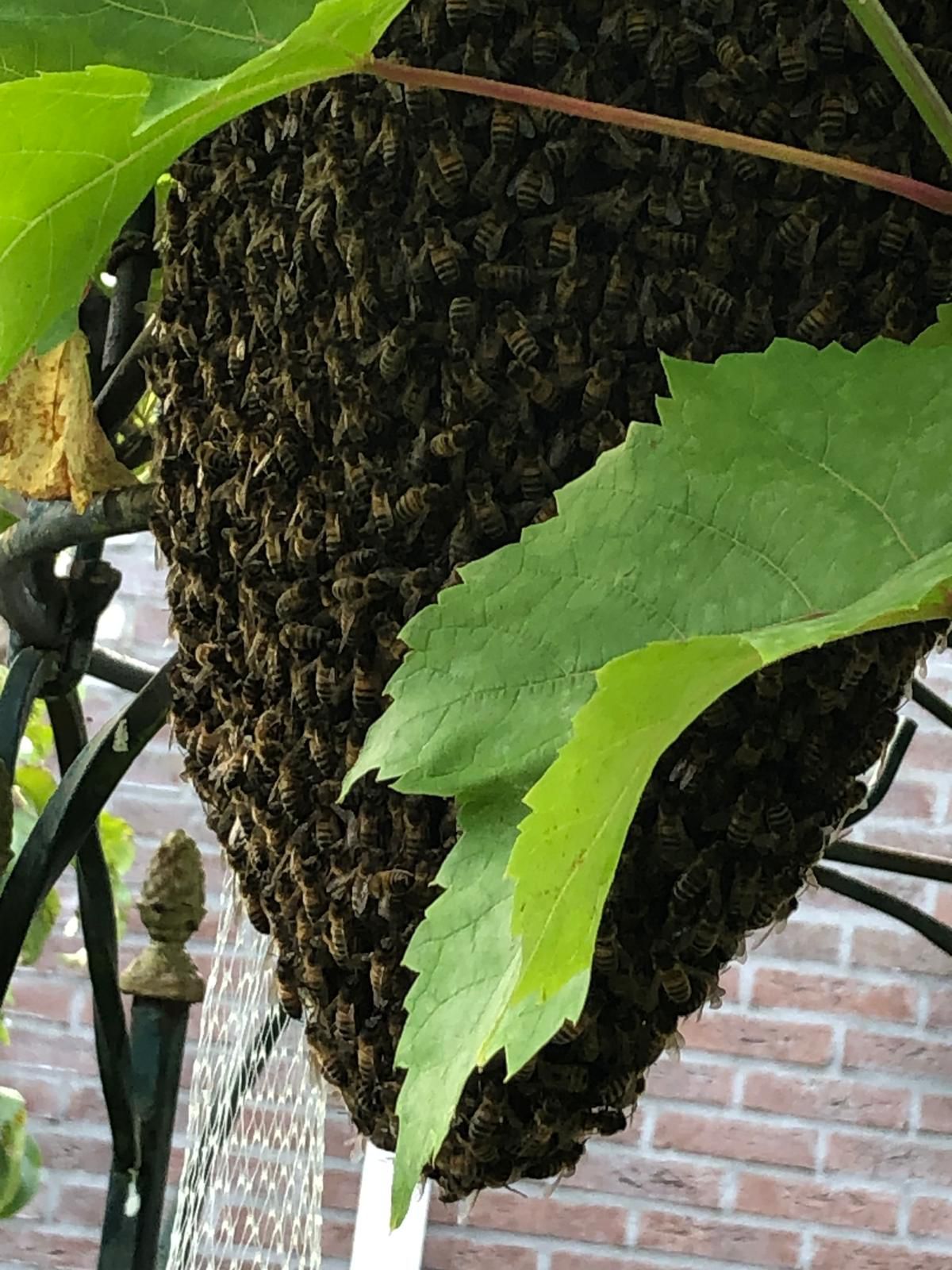 Troepvrije rauwe bloemenhoning
